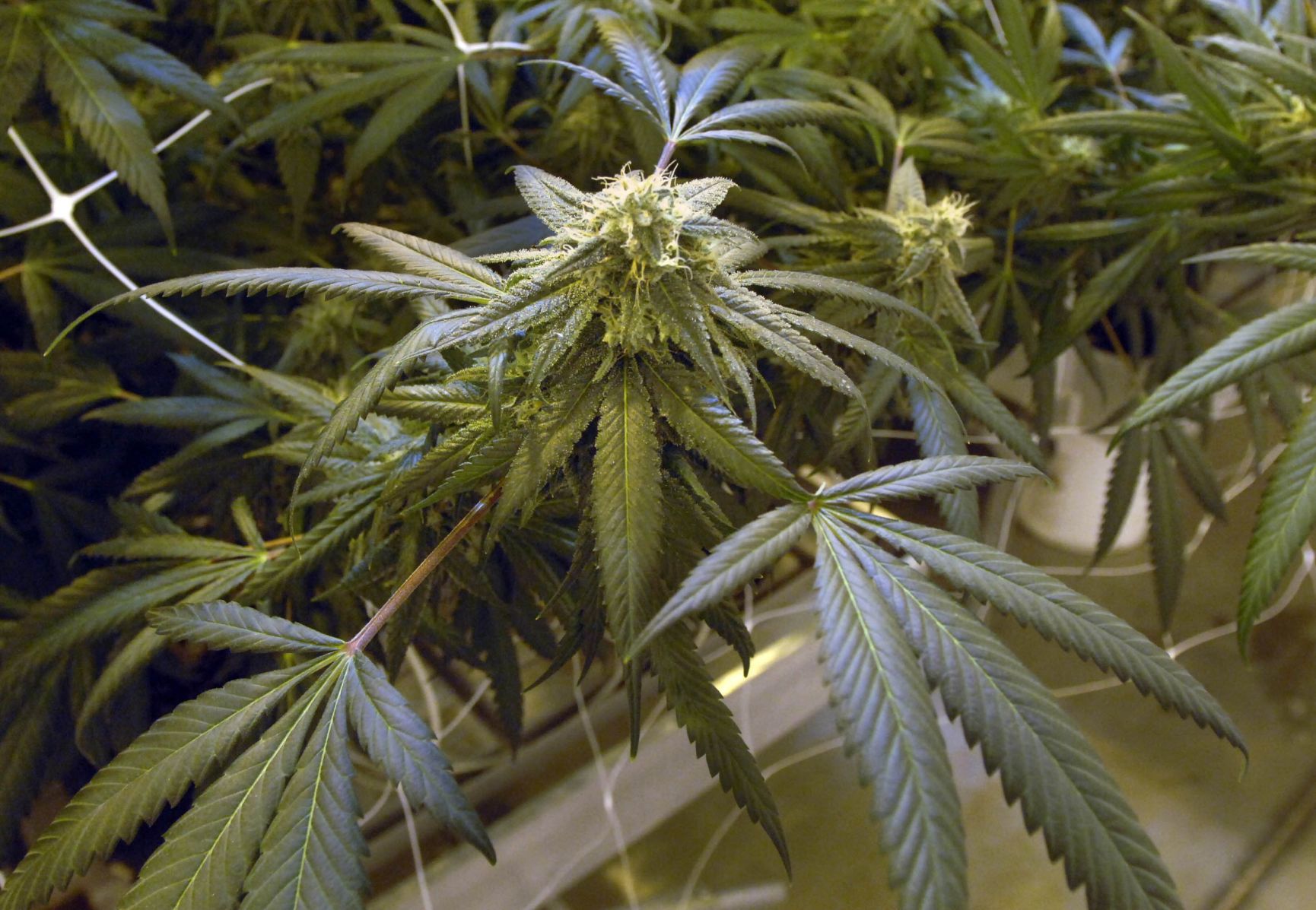 031719-blm-loc-3marijuana